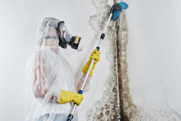 Best Emergency Mold Remediation in Livermore, CA