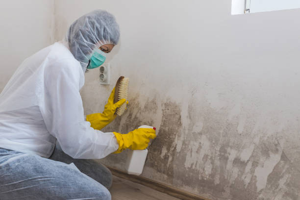 Reliable Livermore, CA Mold Remediation Solutions