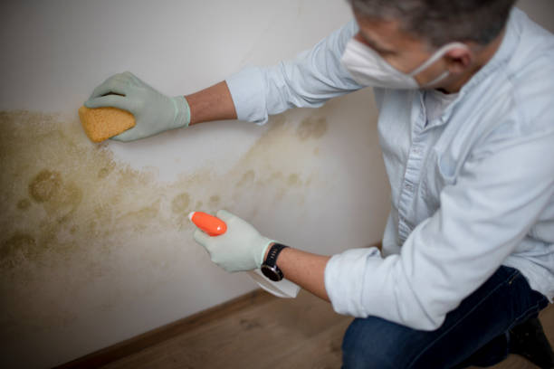 Best Residential Mold Remediation in Livermore, CA