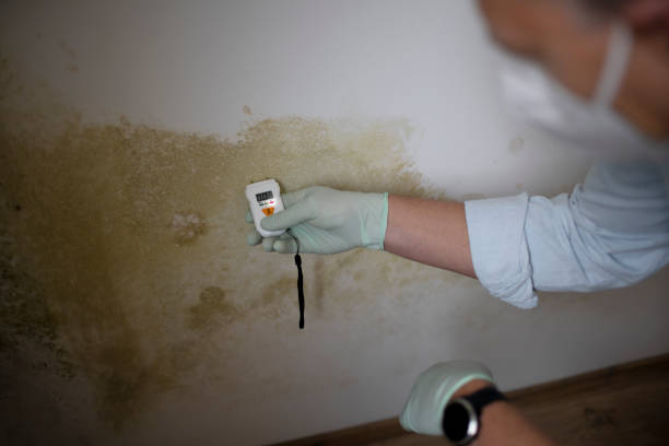 Best Insurance-Related Mold Remediation in Livermore, CA