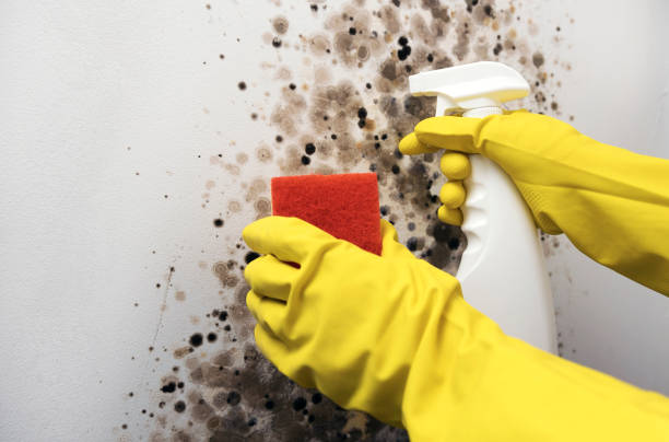 Best Commercial Mold Remediation in Livermore, CA