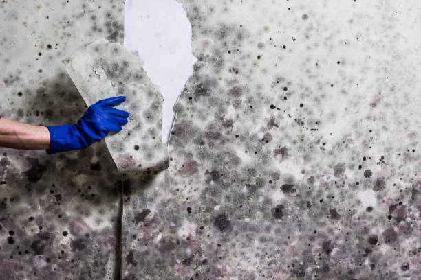 Best Preventive Mold Services in Livermore, CA