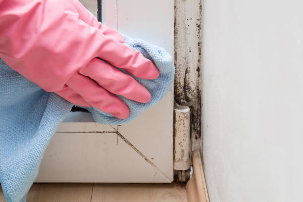 Professional Mold Remediation in Livermore, CA